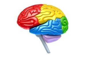 Brain lobes