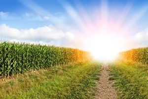 Corn field and Sunray