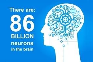 86 billion neurons