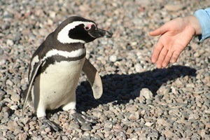 Penguin handshake