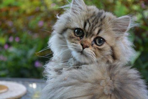 Cute Kitten