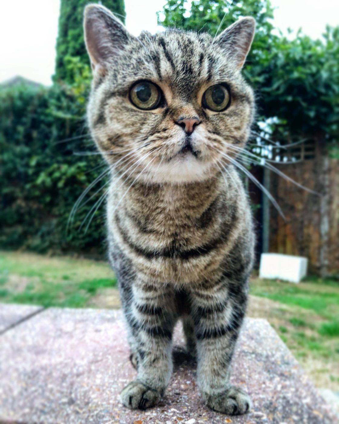 Portrait of a surprised-looking cat in the garden