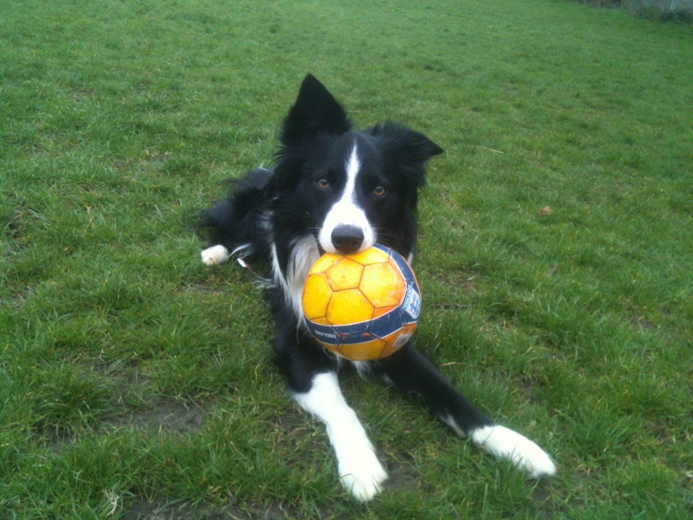 Border Collie with yellow ball in his mouth in the garden