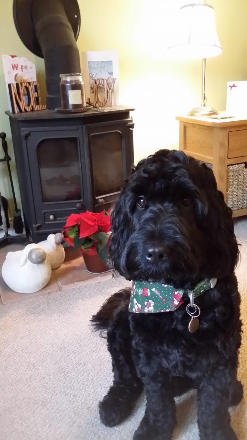 Dog with a neck scarf in front of the fireplace