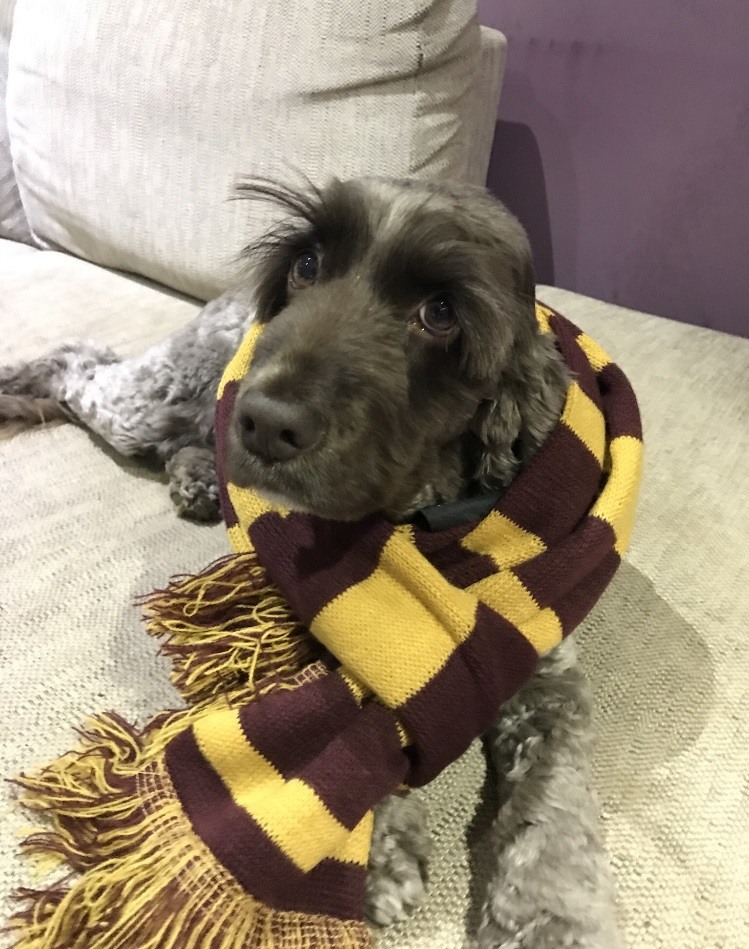 Cocker Spaniel with scarf