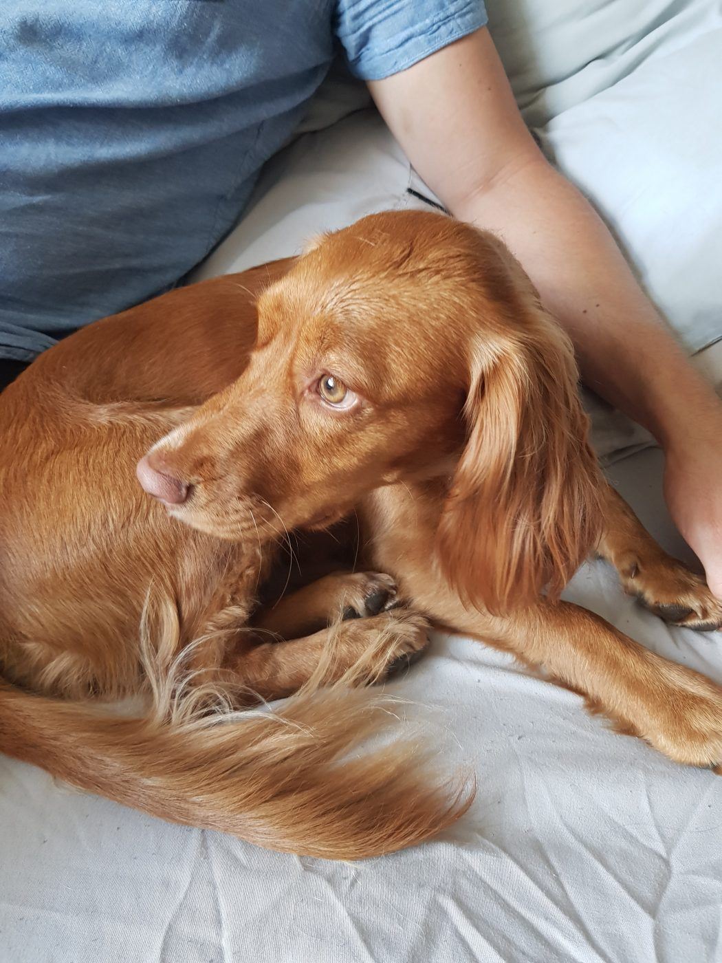 Red-haired Cocker Spaniel curled up next to her owner