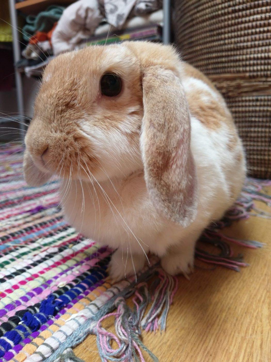 Blonde and white-furred rabbit on colourful rug