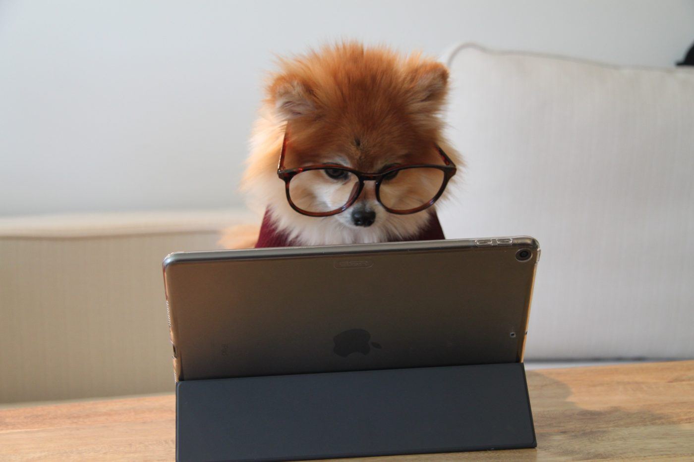Fox in glasses searching for something on Google on a laptop