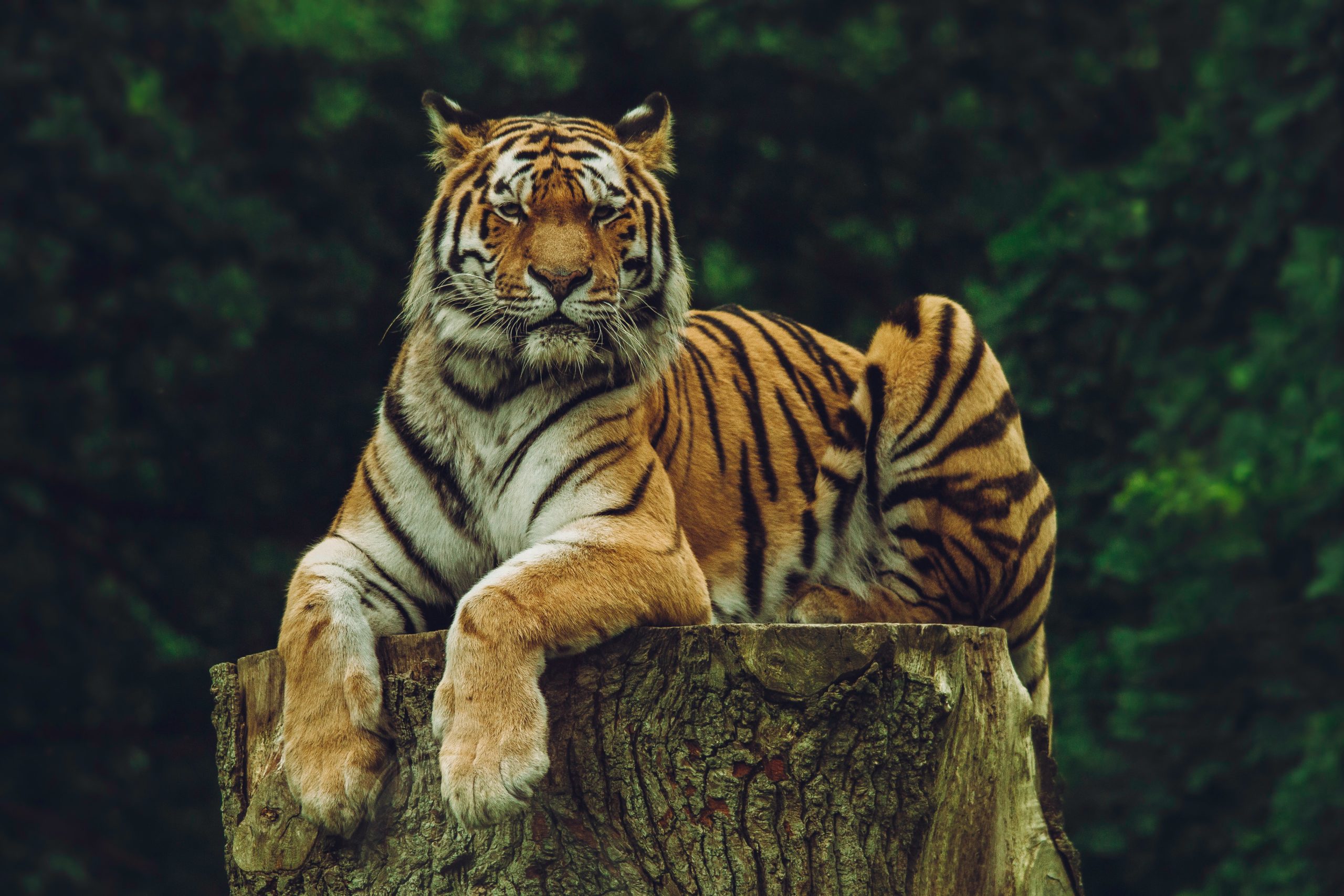 Tiger perched on a tree stump