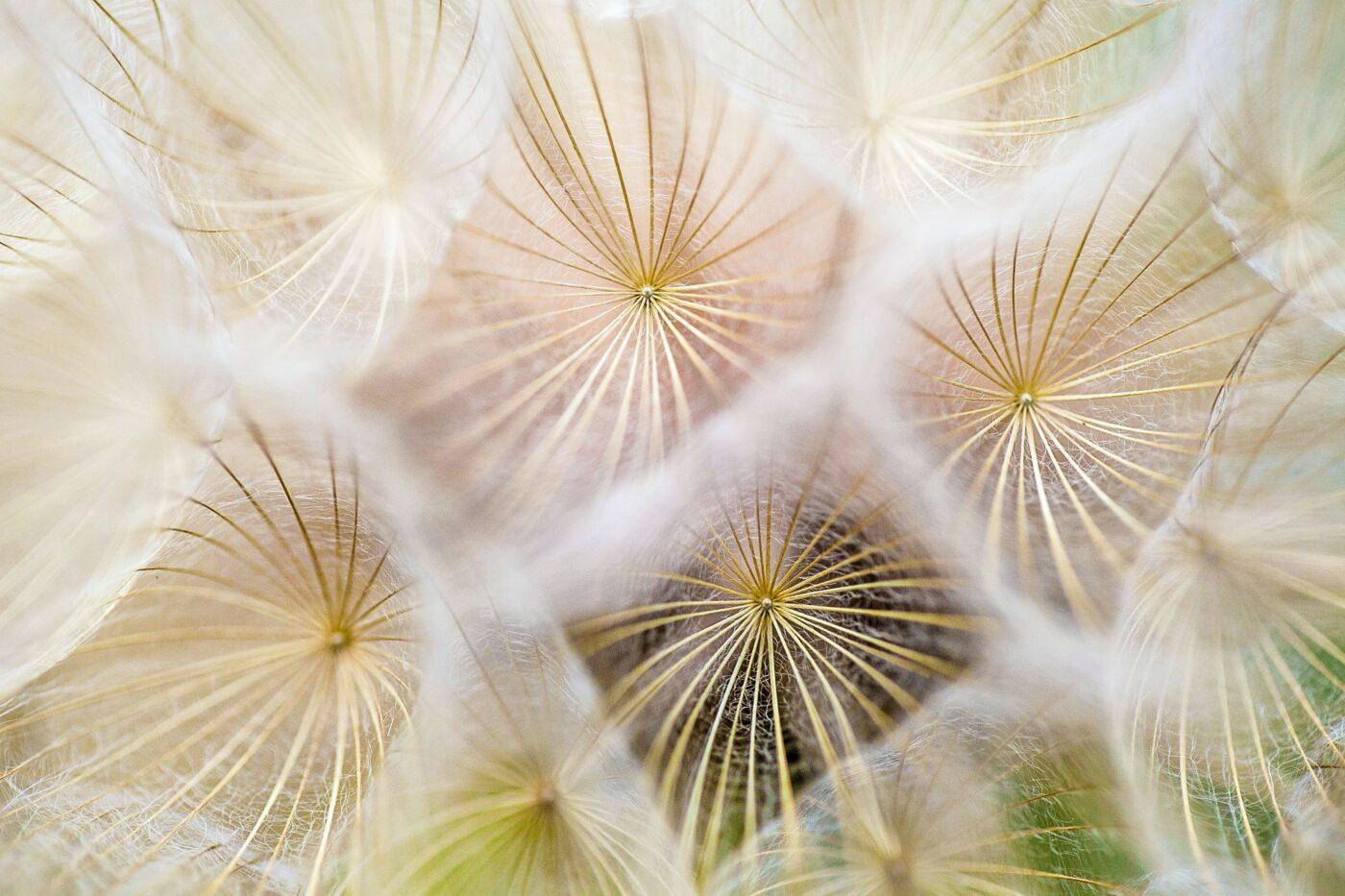 Dandelions