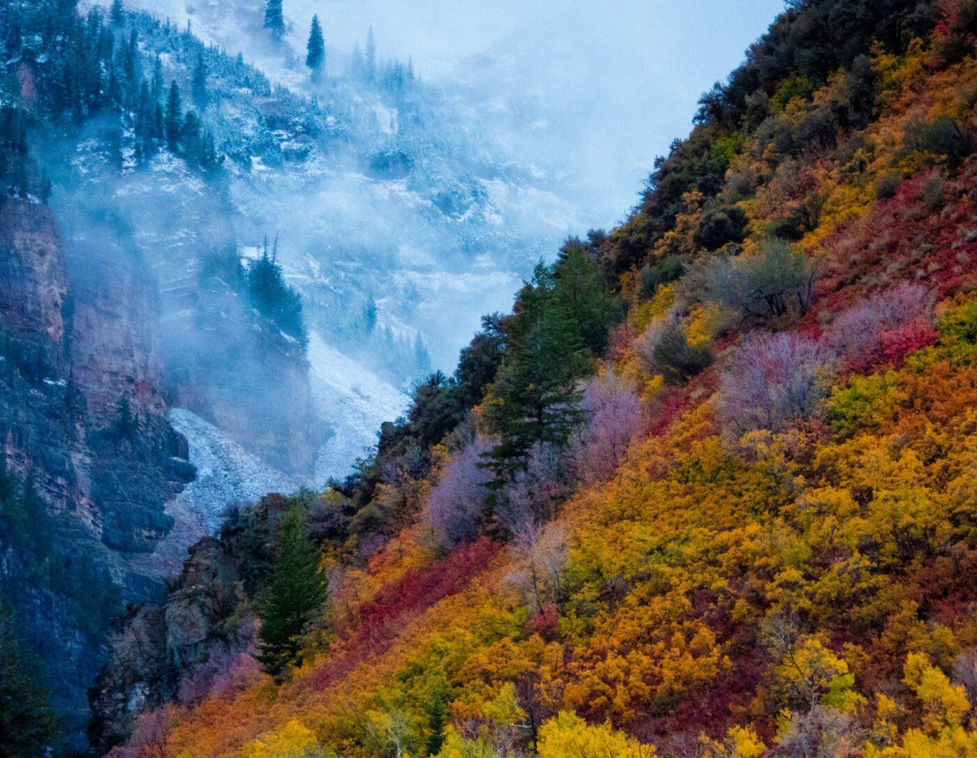 Forest and mountains landscape